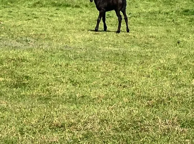 Alma's Retreat Apartamento *